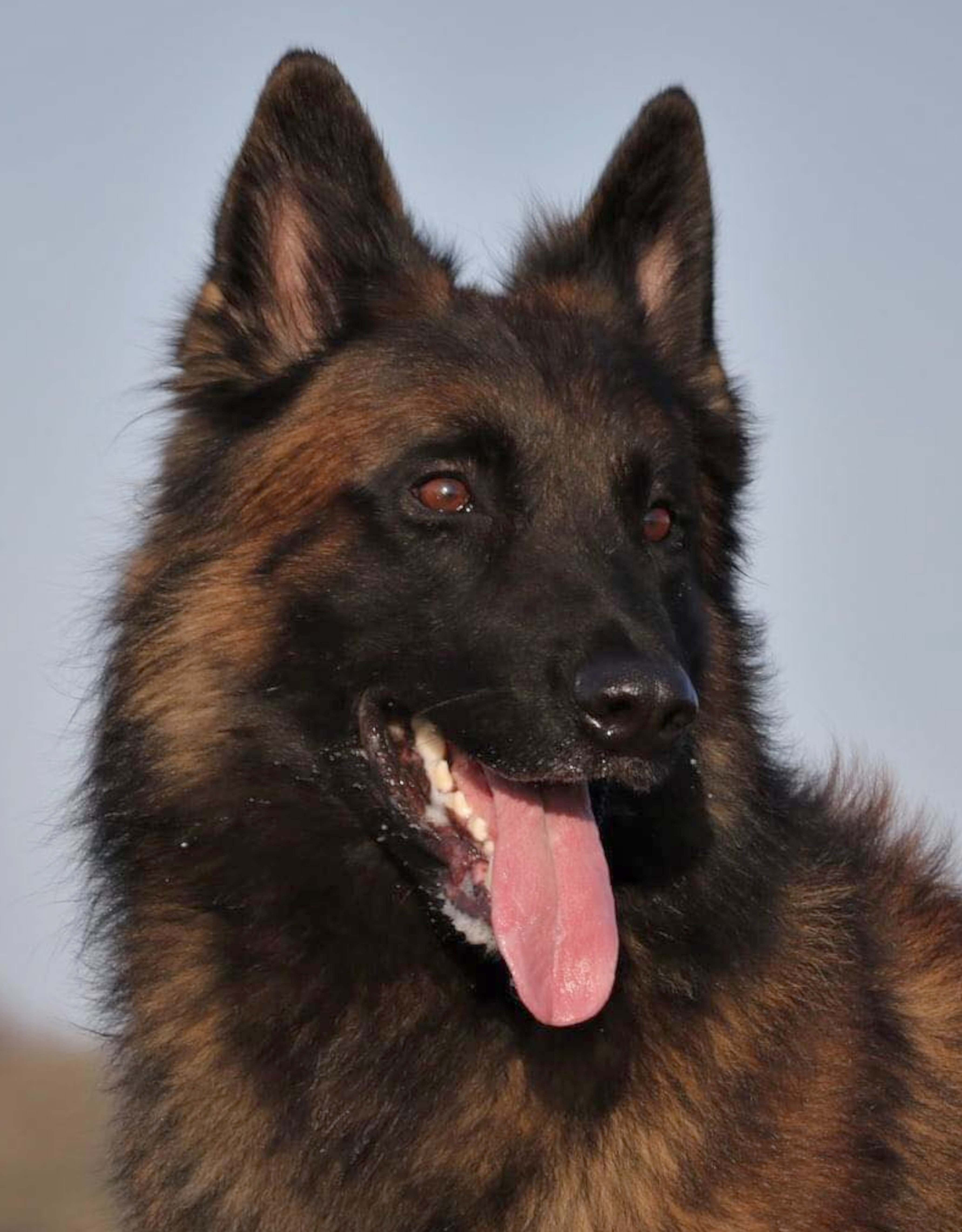 Norton