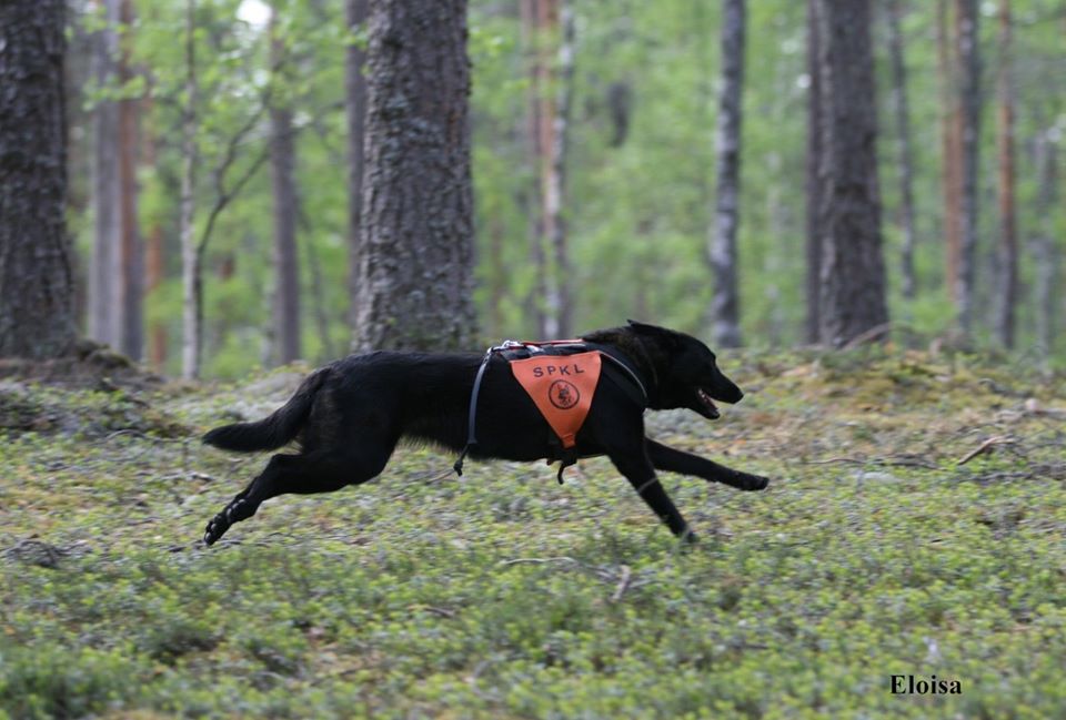 Yrtti