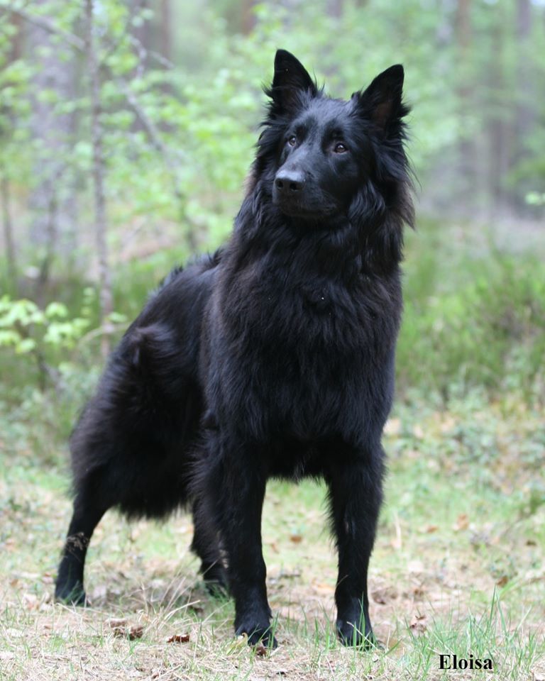 Ystävä