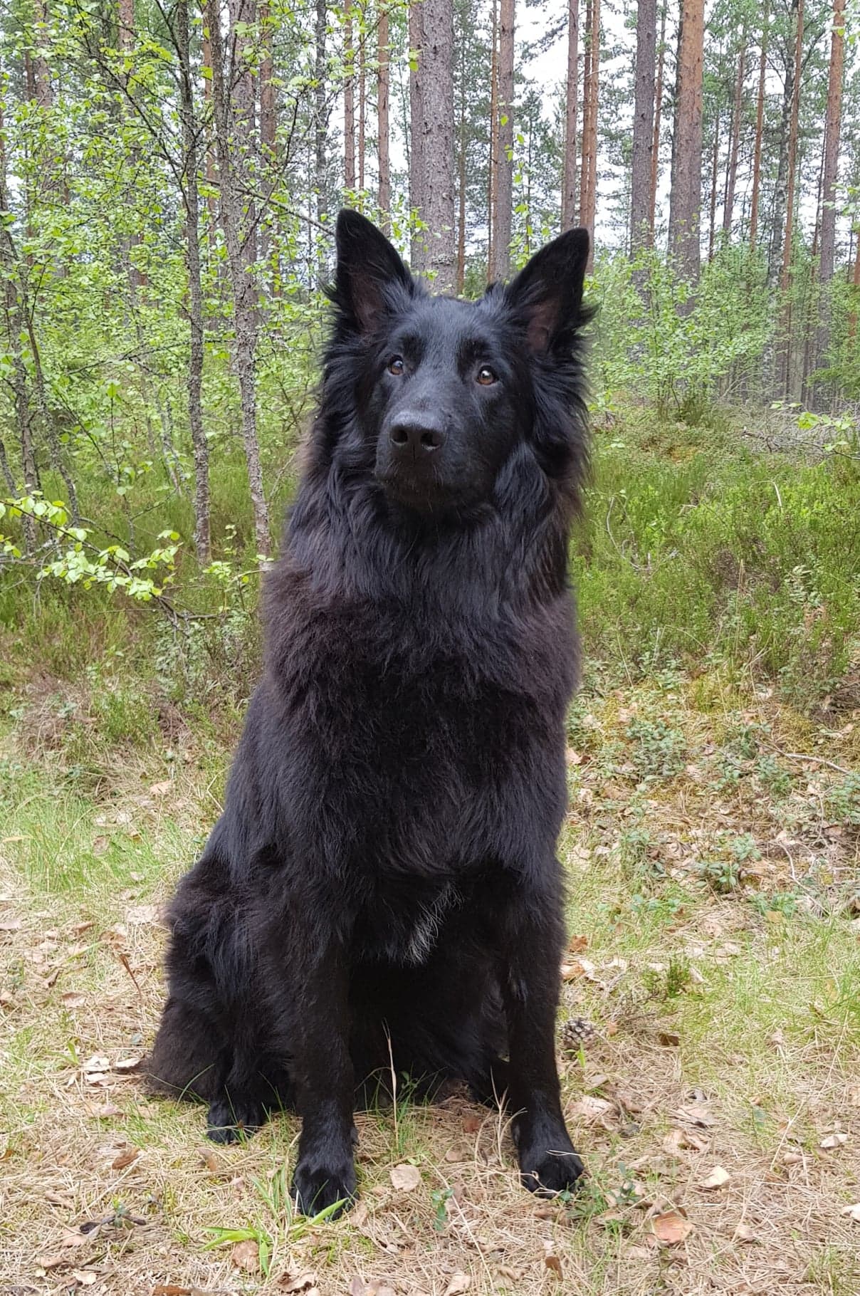 Ystävä