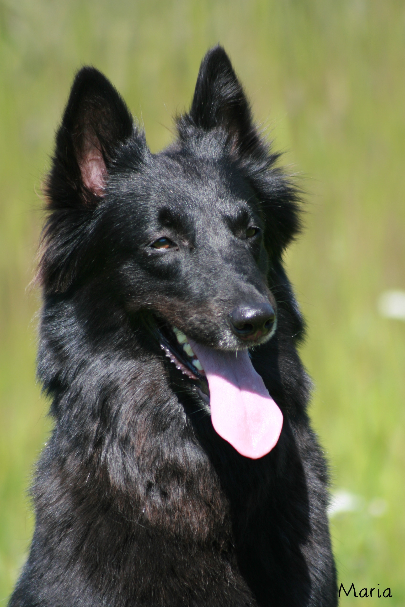 Pixi